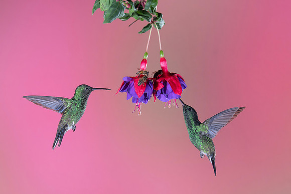Western Emerald Hummingbird