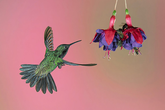 Western Emerald Hummingbird