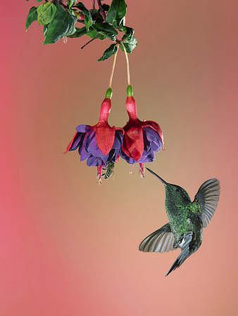 Western Emerald Hummingbird