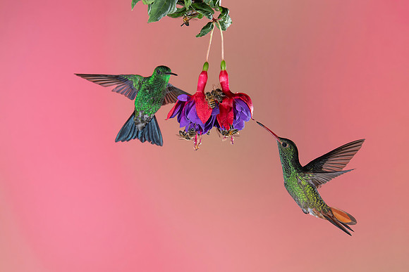 Rufous Tailed Hummingbird
