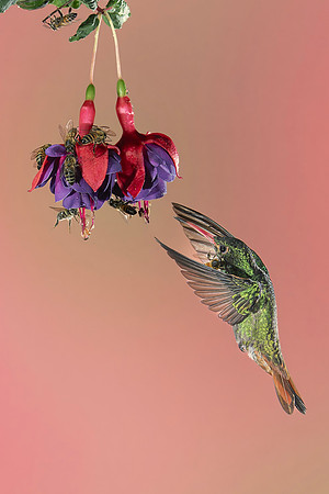 Rufous Tailed Hummingbird