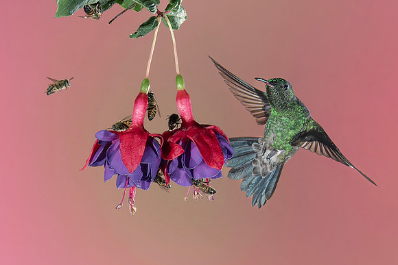 Western Emerald Hummingbird