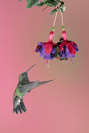 Western Emerald Hummingbird