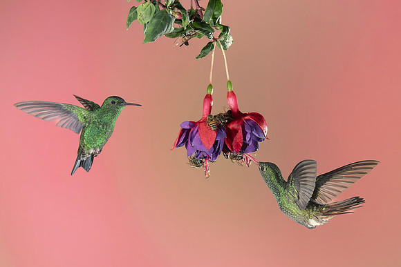 Western Emerald Hummingbird