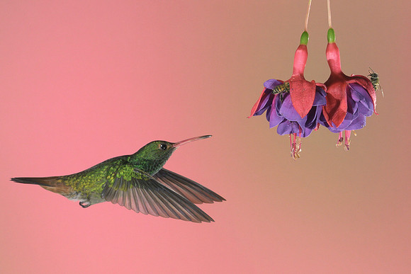 Rufous Tailed Hummingbird