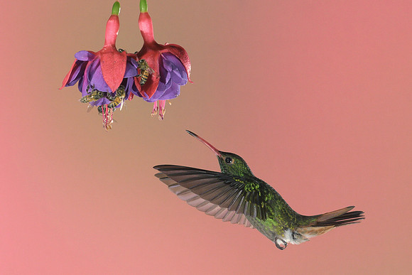 Rufous Tailed Hummingbird