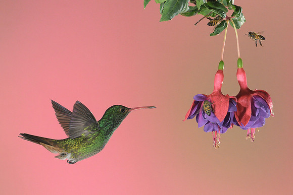 Rufous Tailed Hummingbird
