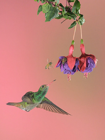 Rufous Tailed Hummingbird