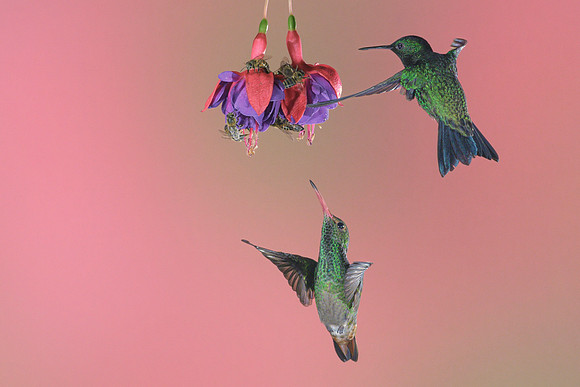 Rufous Tailed Hummingbird