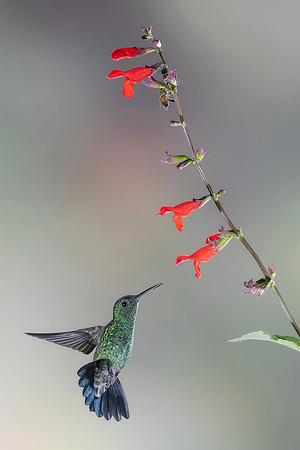 Western Emerald Hummingbird