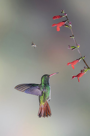 Rufous Tailed Hummingbird