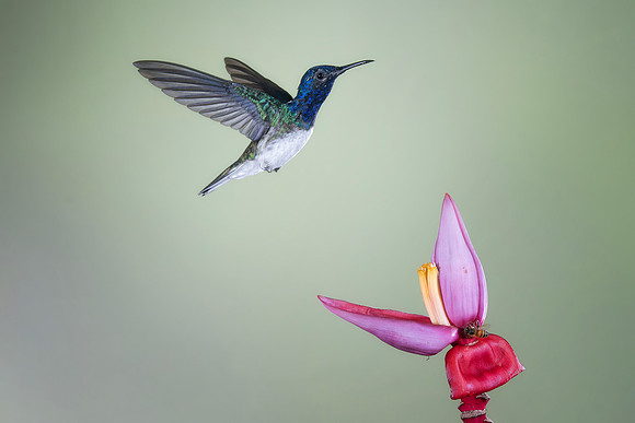 White Necked Jacobin (Male)