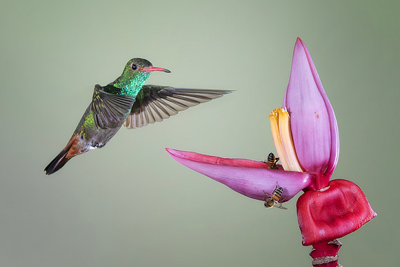Rufous Tailed Hummingbird