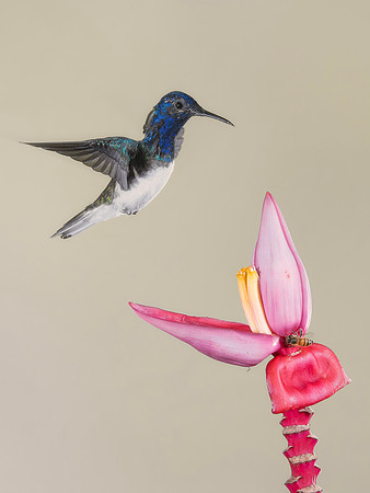 White Necked Jacobin (Male)