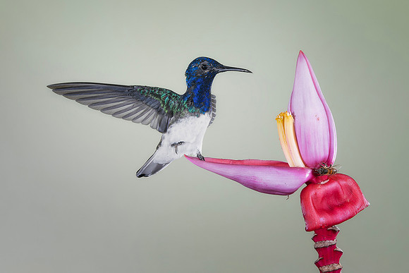 White Necked Jacobin (Male)
