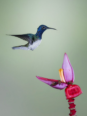 White Necked Jacobin (Male)