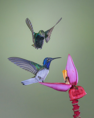 White Necked Jacobin (Male)
