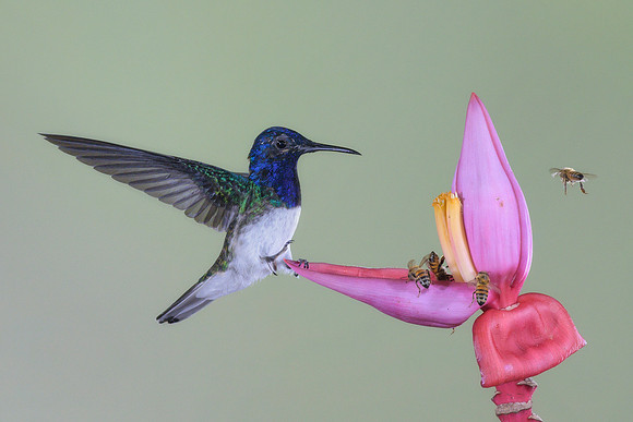 White Necked Jacobin (Male)