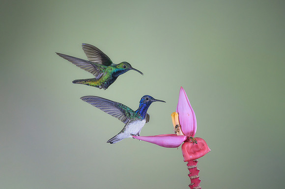 White Necked Jacobin (Male)