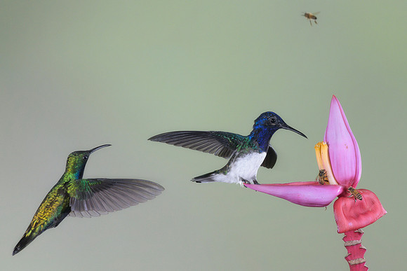 White Necked Jacobin (Male)