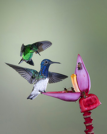 White Necked Jacobin (Male)