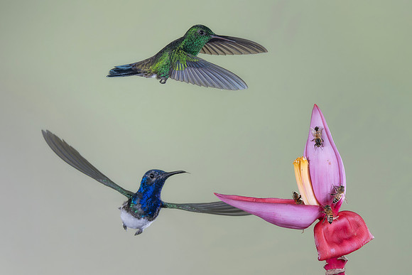 Western Emerald Hummingbird