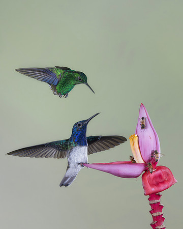 White Necked Jacobin (Male)