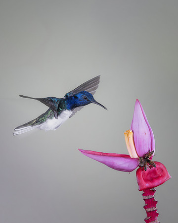 White Necked Jacobin (Male)