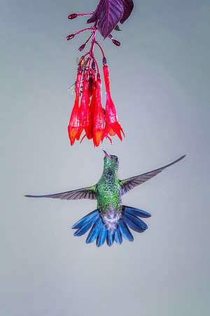Rufous Tailed Hummingbird