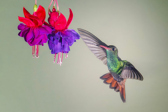 Rufous Tailed Hummingbird