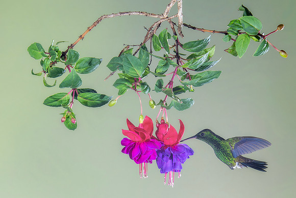 Rufous Tailed Hummingbird