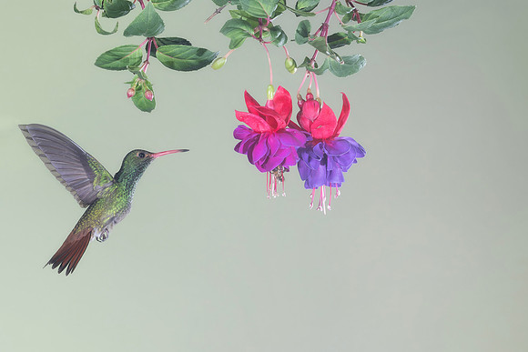 Rufous Tailed Hummingbird