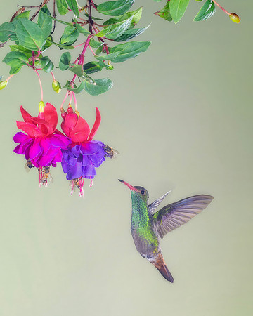 Rufous Tailed Hummingbird