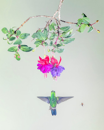 Rufous Tailed Hummingbird