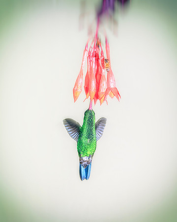 Steely-Vented Hummingbird