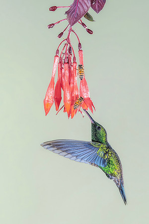Western Emerald Hummingbird