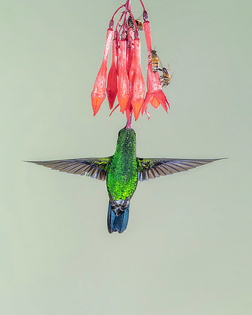 Steely-Vented Hummingbird