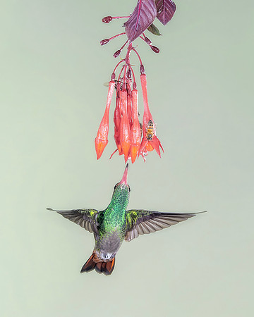 Rufous Tailed Hummingbird