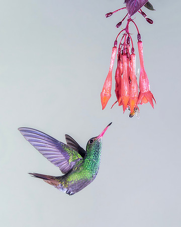 Rufous Tailed Hummingbird