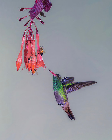 Rufous Tailed Hummingbird