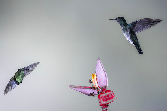 Wings