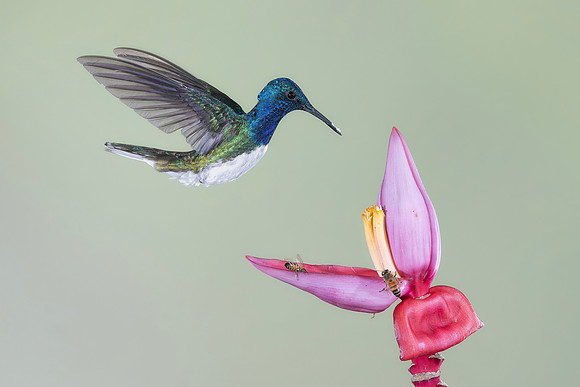 White Necked Jacobin (Male)