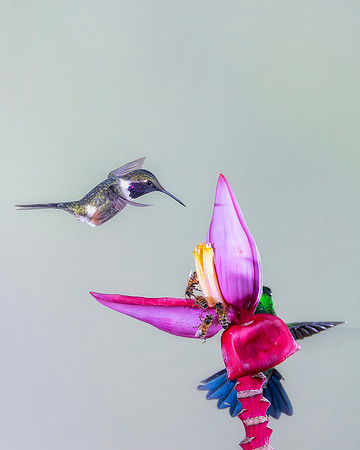 Purple - Throated Woodstar