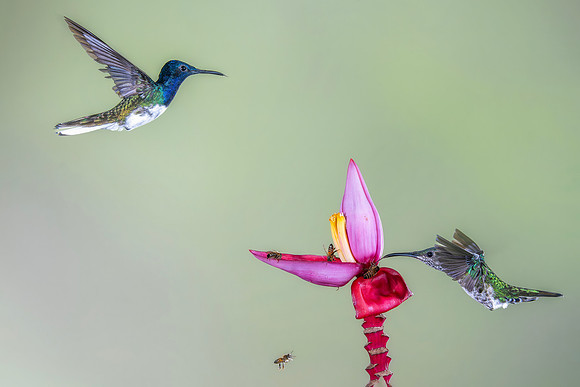 White Necked Jacobin (Male)