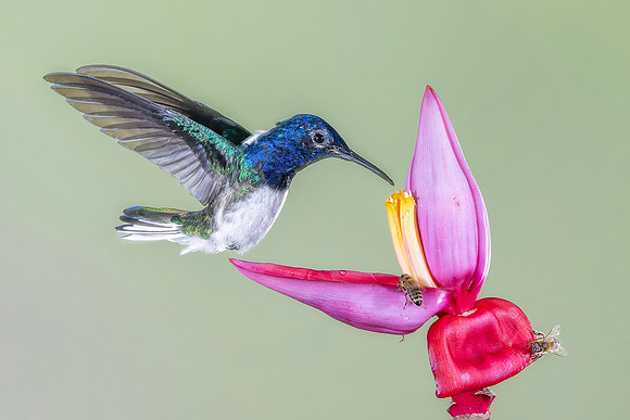 White Necked Jacobin (Male)