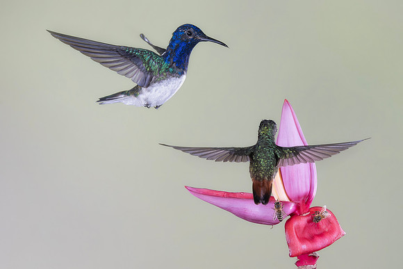 White Necked Jacobin (Male)