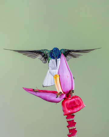 White Necked Jacobin (Male)