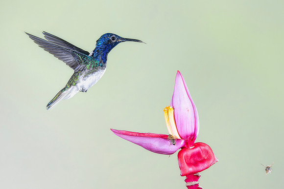 White Necked Jacobin (Male)