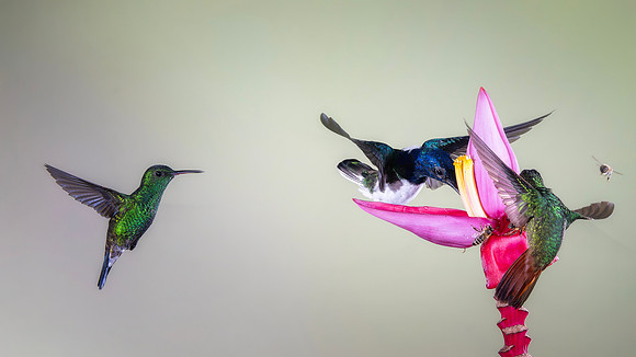 Steely-Vented Hummingbird