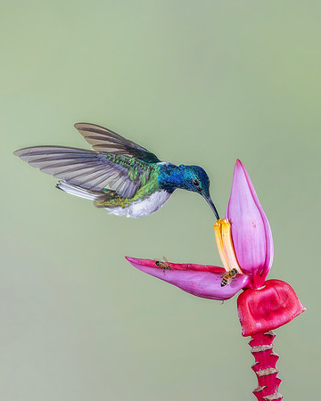 White Necked Jacobin (Male)